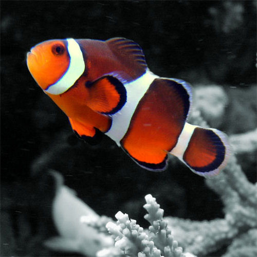 Saltwater fish are generally